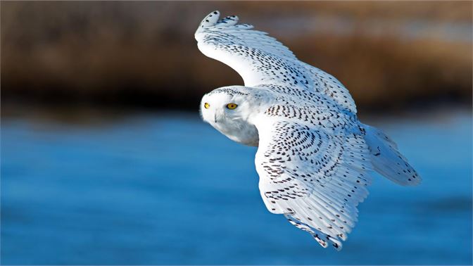 beautiful snowy owl in flight
