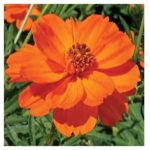 an orange cosmos bloom
