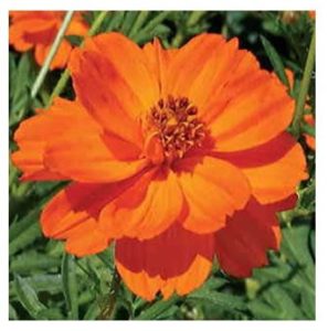 an orange cosmos bloom