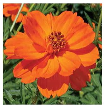 an orange cosmos bloom