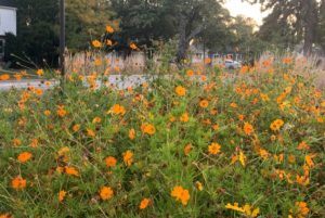 Orange Cosmos down on the corner - 2021