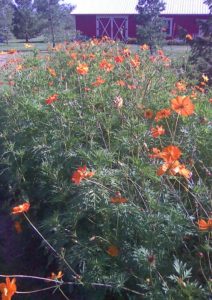 Orange Cosmos out on the farm.